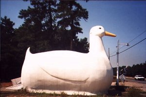 An even bigger duck that the BBC's one