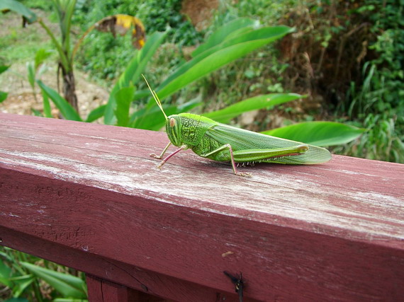 grasshopper